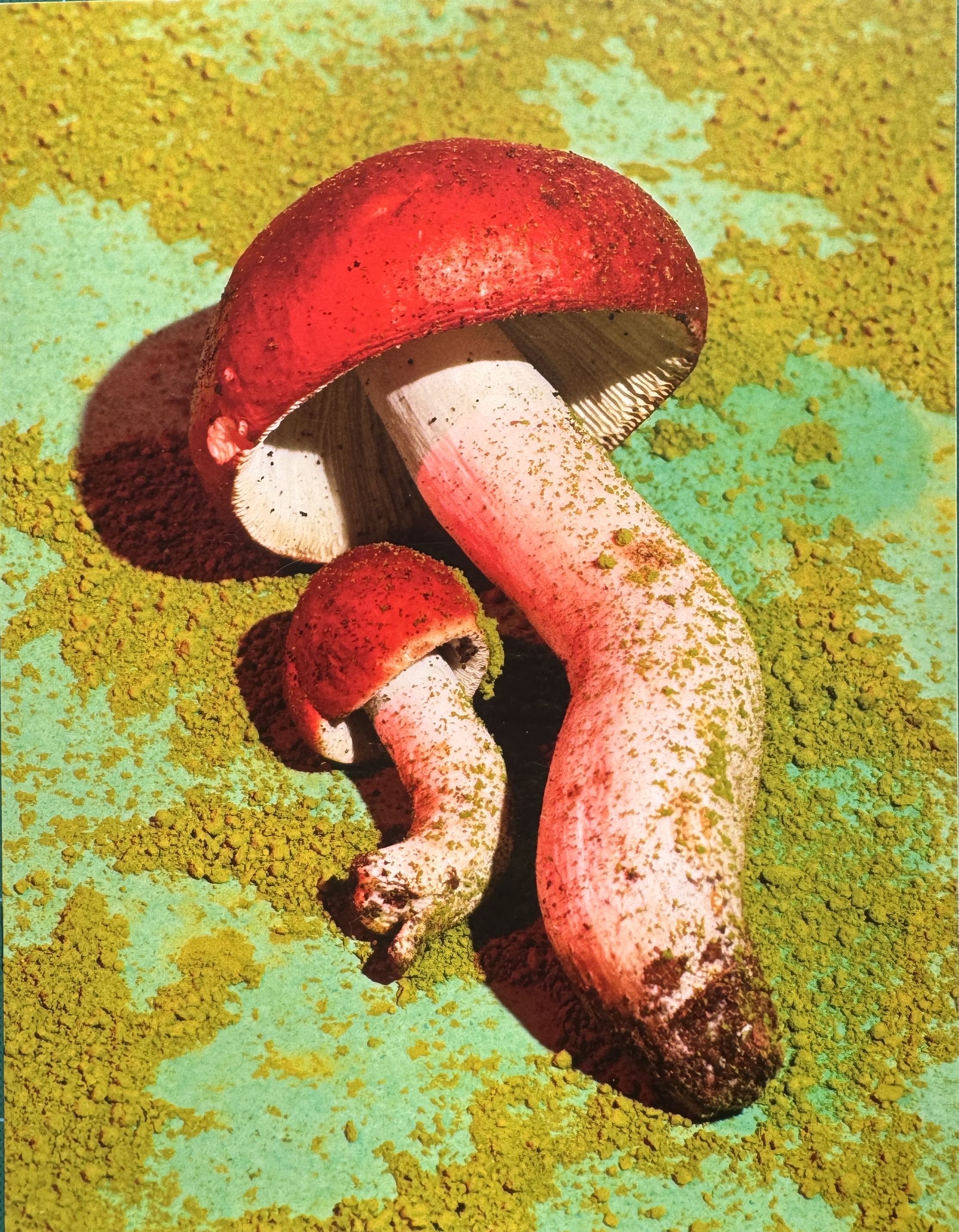 Mushrooms & Friends 1