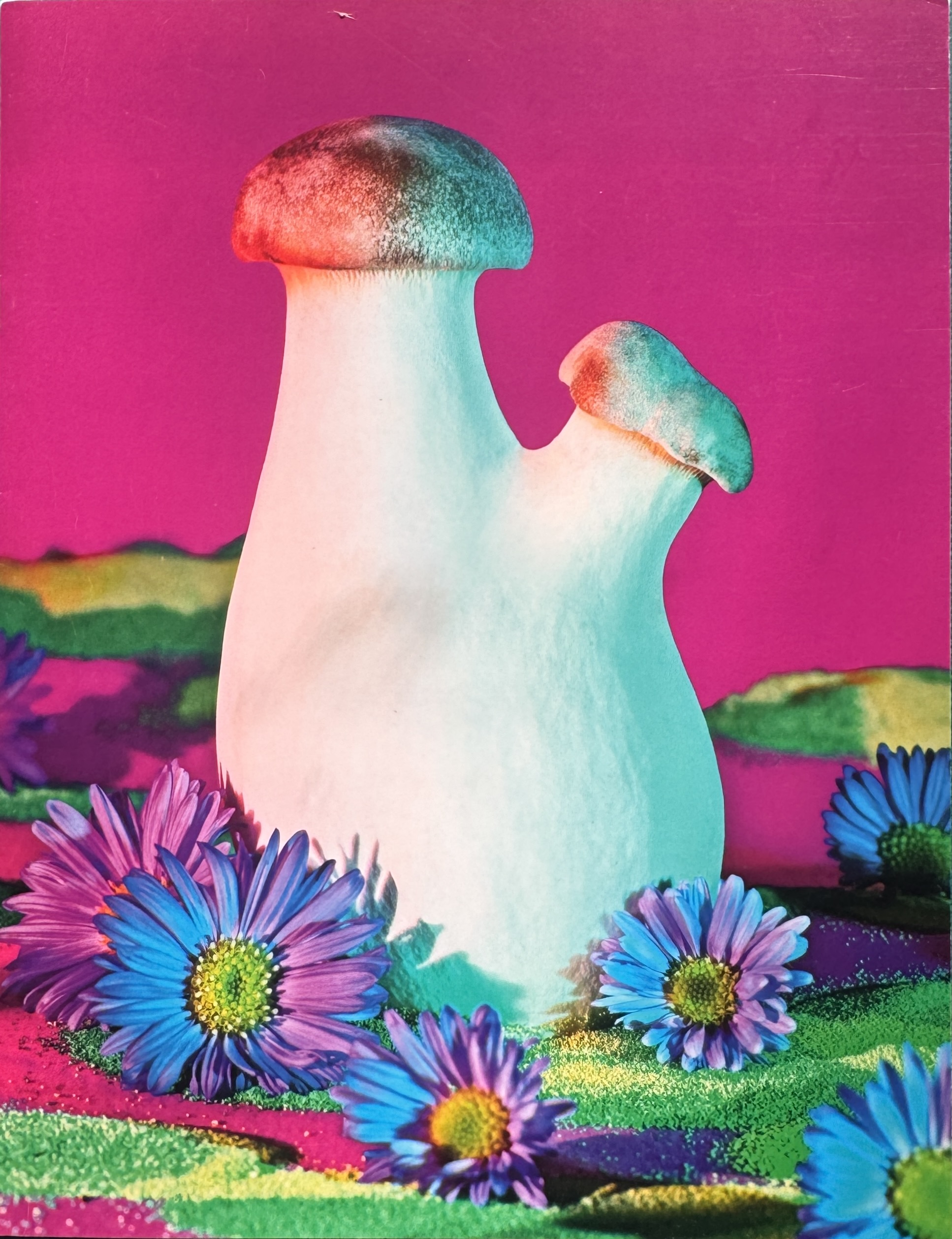 Mushrooms & Friends 2