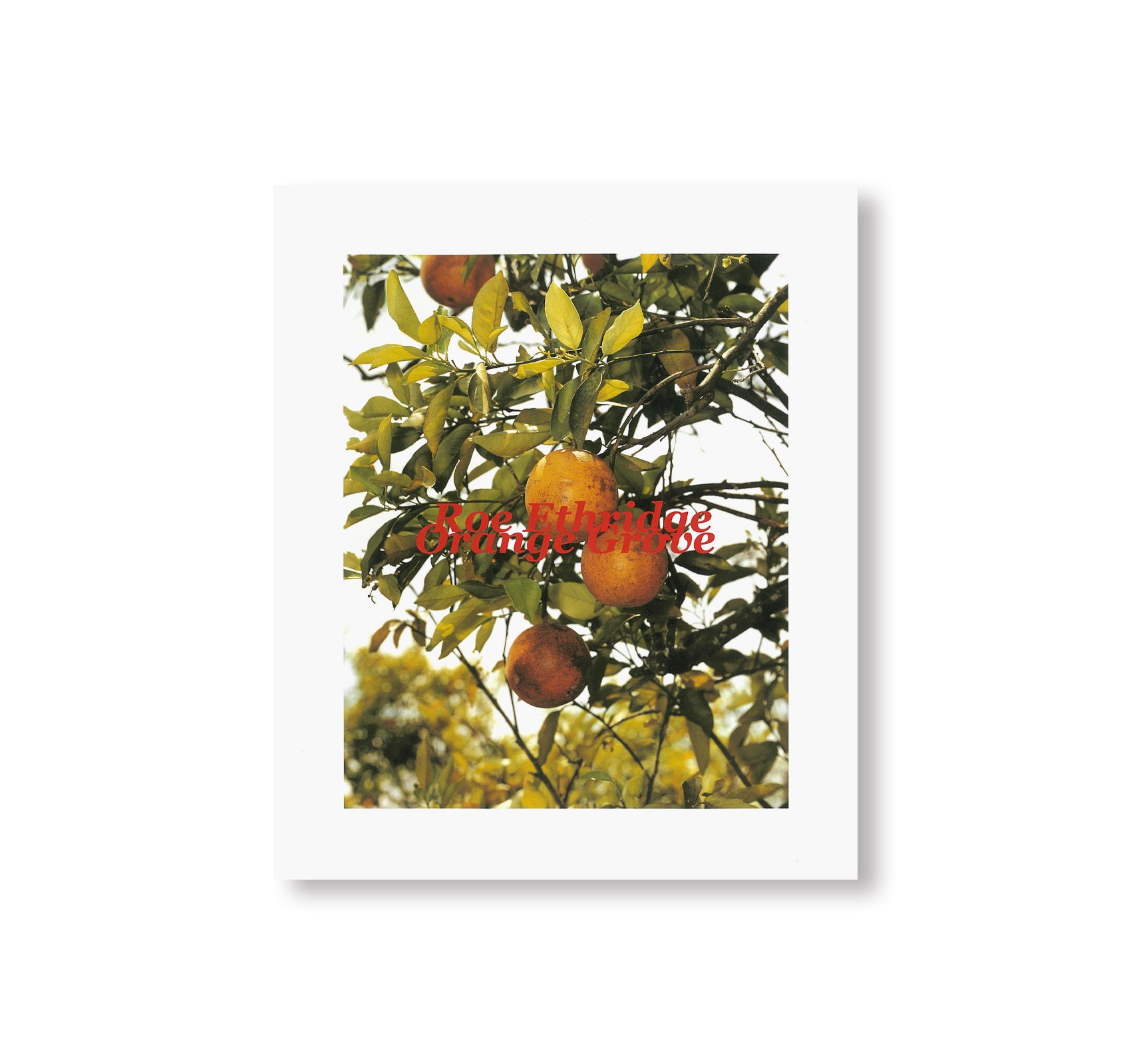 Orange Grove