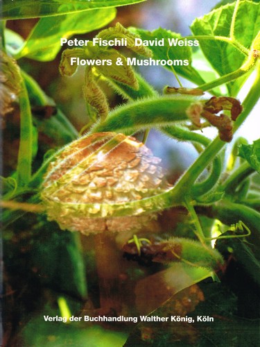 Flowers and Mushrooms